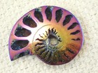 Polished Purple blue copper Titanium Pyrite Ammonite Fossil Russia 1 78