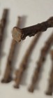 Lot 12 Antique Late 1800s 2 5  Rusty Square Nails Hotel Built 1892 Buried 1945