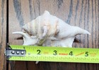 Vtg Seashells Lot Of 10 Murex Spider Conch Leopard Marble Cone Tiger Cowrie 