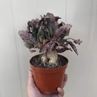 6cm Succulent Cactus Plant Euphorbia Francoisii Leandri Cactaceae Home Garden