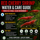 20 4 Red Cherry Shrimp Live Neocaridina Freshwater Aquarium Shrimp