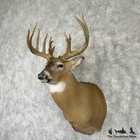  31764 P   Whitetail Deer Taxidermy Shoulder Mount For Sale