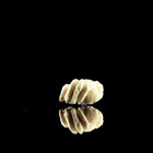 Netsuke Crab Carved Contemporary Signed By Artist Antique Japanese Style Netsuke