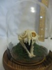 Real Mink Skull Taxidermy Specimen Glass Dome Gothic Decor Oddities Curiosities