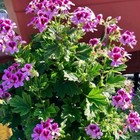 2000  Citronella Plant Seeds For Planting - Citronella Geranium Seeds - Home