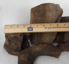 5 Fossilized Whale Bones Or Other Sea Mammal   Vertebrae  