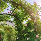 Metal Garden Arch W gate 79 5 wide X86 6 high Climbing Plants Support Rose Arch
