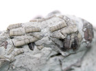 Strange Unidentified Crinoid Holdfast Waldron Shale Indiana Silurian Fossil