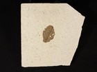 Nice  50 Million Year Old Leaf Fossil 100  Natural From Wyoming 318gr