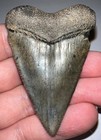 Monster Fossil Great White Shark Tooth 2 46 Inches Megalodon Era  No Repair 