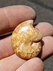 Agatized Aturia Angustata Nautiloid Fossil Astoria Formation Washington State