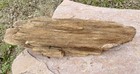 Outrageous  40  24    Long Petrified Fossil Wood huge Log W exceptional Details