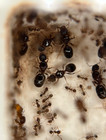 Pheidole Megacephala Queen Ant Colony 3  Queens 50  Workers Feeder Insect Only