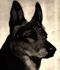 1930s Antique German Shepherd Print Bert Cobb Illustration Wall Art Decor 6571p