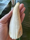 Antique Scrimshaw Faux Nautical Maritime Art  Estate Find For Carving Or Display