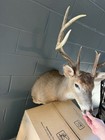 White Tail Deer Shoulder Mount Buck Peak Condition Easy To Install