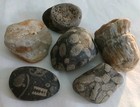 6 Pc Lake Michigan Fossils Lot     1 Lb Unpolished Natural Beach Finds