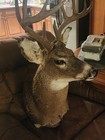 Deer Mount Tall Nice 19 Point Whitetail Buck Taxidermy  