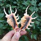 03 Large Scorpion Lambis Spider Conch Seashell Rare Real Beach Home Deco 4-5 