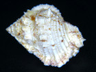 Bufonaria Thersites  Large Light-colored Gem   40 79mm 