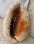 Vintage Italian Hand Carved Conk Sea Shell Cameo 3 Graces