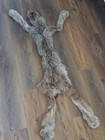 Canadian Mountain Cat Lynx Pelt Taxidermy