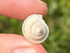 Florida Fossil Gastropod Modulus Carchedonus Pliocene Tamiami Formation Shell