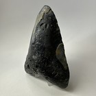 Megalodon Shark Tooth 5 74 Inch - Huge - Natural Fossil - Authentic Teeth 20059