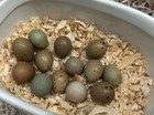 Button Quail Fertile Hatching Eggs Variety Colors 5  Mystery Pack