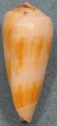 Conus Magus 53mm Surigao Island Philippines