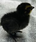 48 Coturnix Quail Hatching Eggs W rare Colors Mix  Npip Silver  Black  Range   