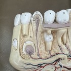 Vintage 3d Anatomical Model Human Teeth W cavity Nystrom Life Like Models