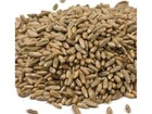 Rye Cover Crop Seeds - Non-gmo Rye Grass Seed - Winter Rye Seeds - Deer And Turk