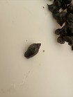 200 Pond  Bladder Snails  Aquarium Bred  Pea Puffer Feeders Or Tank Cleaners