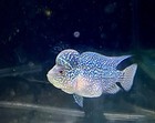 Kamfa F2 Flowerhorn   2 Live Fish   we Only Ship On Mondays  