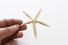 3 White Pencil  finger  Starfish 3-4  Beach Wedding Nautical Decor Art   Crafts