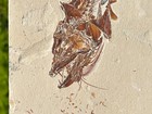 Eurypholis Viper Fish Fossil Fish Skeleton Lebanon Cretaceous Age Nice
