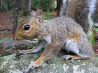 Gray Squirrel Taxidermy  Custom Squirrel Mount  Taxidermy  Mancave  Nature  Gift