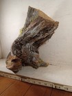 Taxidermy Base   Creative Carvers