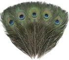 6 Pcs Real Natural Big Peacock Eye Feathers 10-12 Inch For Diy Craft  Wedding   