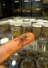 Poecilotheria Metallica Gooty Sapphire Ornamental Tarantula 1  Inch Spiderlings