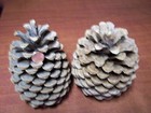 Xl Extra Large Jeffrey Pine Cones  5   -9    Tall   Individually Priced