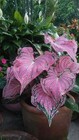 Caladium Red Cream Bulbs For Planting Tropical Garden Pack Of 2