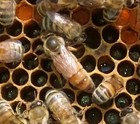 2026 Live Mated And Laying Italian Queen Bee - Ships April 27