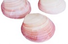 3 Polished Whole Tiger Clam Shell Pairs 3-4  Beach Wedding Decor Coastal Crafts