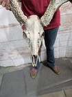 Wild 8 Point Whitetail Deer Antler Rack Horn European Skull Mount Man Cave 120 s