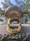 Head From Massive 13 Foot Wild Alligator 22 1 2 Inches Long