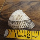 Lot Of 7 Natural Sea Shells Art Craft Seashells  Scallop 