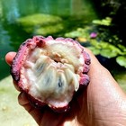 10  thai Purple  Sugar Apple Tree Seeds Annona Squamosa Rare Sweetsop Fruit Tree