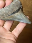 Nice Megalodon Tooth Extinct Shark Fossil Pliocene Miocene